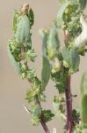 Atriplex mucronata Raf.
