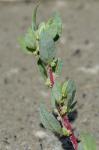 Atriplex mucronata Raf.