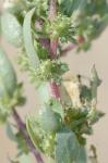 Atriplex mucronata Raf.
