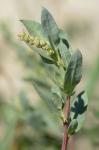 Atriplex mucronata Raf.