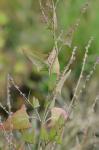 Atriplex prostrata Boucher ex DC.