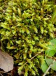 Aulacomnium palustre (Hedw.) Schwägr.