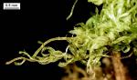 Aulacomnium palustre (Hedw.) Schwägr.