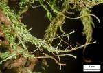 Aulacomnium palustre (Hedw.) Schwägr.