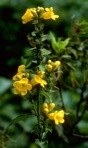 Aureolaria flava (L.) Farwell