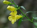 Aureolaria levigata (Raf.) Raf.