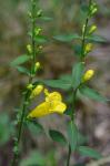 Aureolaria levigata (Raf.) Raf.
