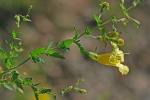Aureolaria pedicularia (L.) Raf.