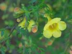 Aureolaria pedicularia (L.) Raf.