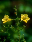 Aureolaria pedicularia (L.) Raf.