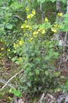 Aureolaria virginica (L.) Pennell