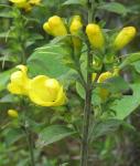 Aureolaria virginica (L.) Pennell
