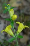 Aureolaria virginica (L.) Pennell
