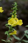 Aureolaria virginica (L.) Pennell