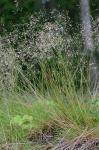 Avenella flexuosa (Linnaeus) Drejer