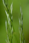 Avenella flexuosa (Linnaeus) Drejer