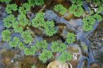 Azolla caroliniana Willd.