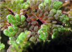 Azolla caroliniana Willd.