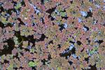 Azolla caroliniana Willd.
