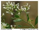 Baccharis halimifolia L.
