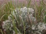 Baccharis halimifolia L.