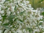 Baccharis halimifolia L.