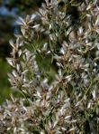 Baccharis halimifolia L.