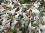 Baccharis halimifolia L.