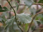 Baccharis halimifolia L.