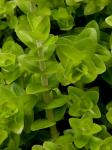 Bacopa caroliniana (Walter) B.L. Robinson