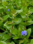 Bacopa caroliniana (Walter) B.L. Robinson