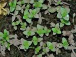 Bacopa innominata (G. Maza) Alain