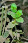 Bacopa innominata (G. Maza) Alain