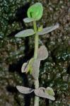 Bacopa innominata (G. Maza) Alain