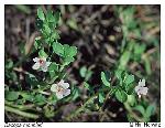 Bacopa monnieri (L.) Wettstein