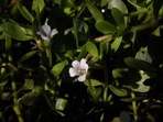 Bacopa monnieri (L.) Wettstein