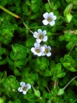 Bacopa monnieri (L.) Wettstein