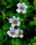 Bacopa monnieri (L.) Wettstein