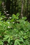 Baptisia albescens Small
