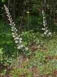 Baptisia albescens Small