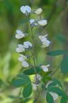 Baptisia albescens Small