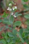 Baptisia albescens Small