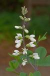 Baptisia albescens Small