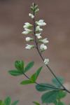 Baptisia albescens Small
