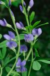 Baptisia australis (L.) R. Brown