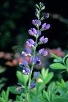 Baptisia australis (L.) R. Brown