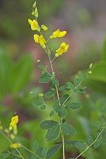 Baptisia tinctoria (L.) R. Br. ex Ait. f.