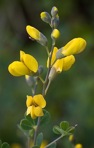 Baptisia tinctoria (L.) R. Br. ex Ait. f.