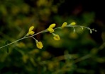 Baptisia tinctoria (L.) R. Br. ex Ait. f.