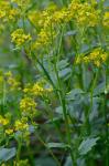 Barbarea vulgaris R. Brown